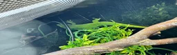 Gecko reptiles for sale: Lizards for rehome  - lot to choose from  - Advert 4