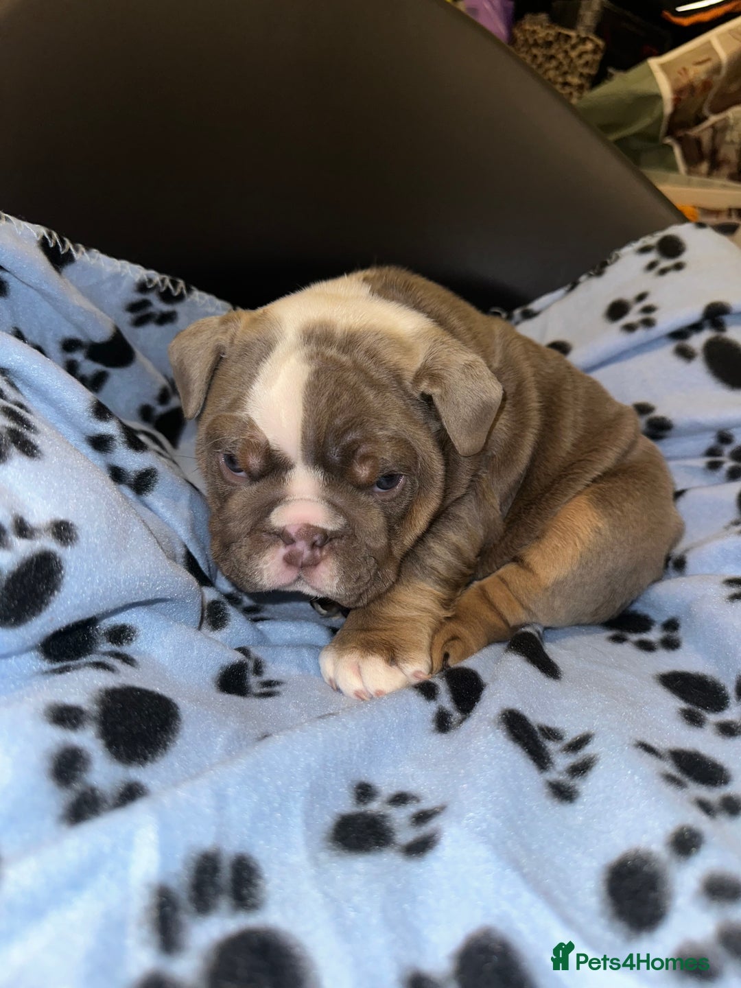 English Bulldog dogs for sale: ‼️ENGLISH BULLDOG PUPS WITH AMERICAN BLOODLINE‼️ - Advert 6
