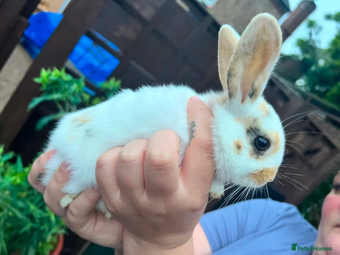 Mixed Breed rabbits for sale: 2 Baby Rabbits - Advert 1