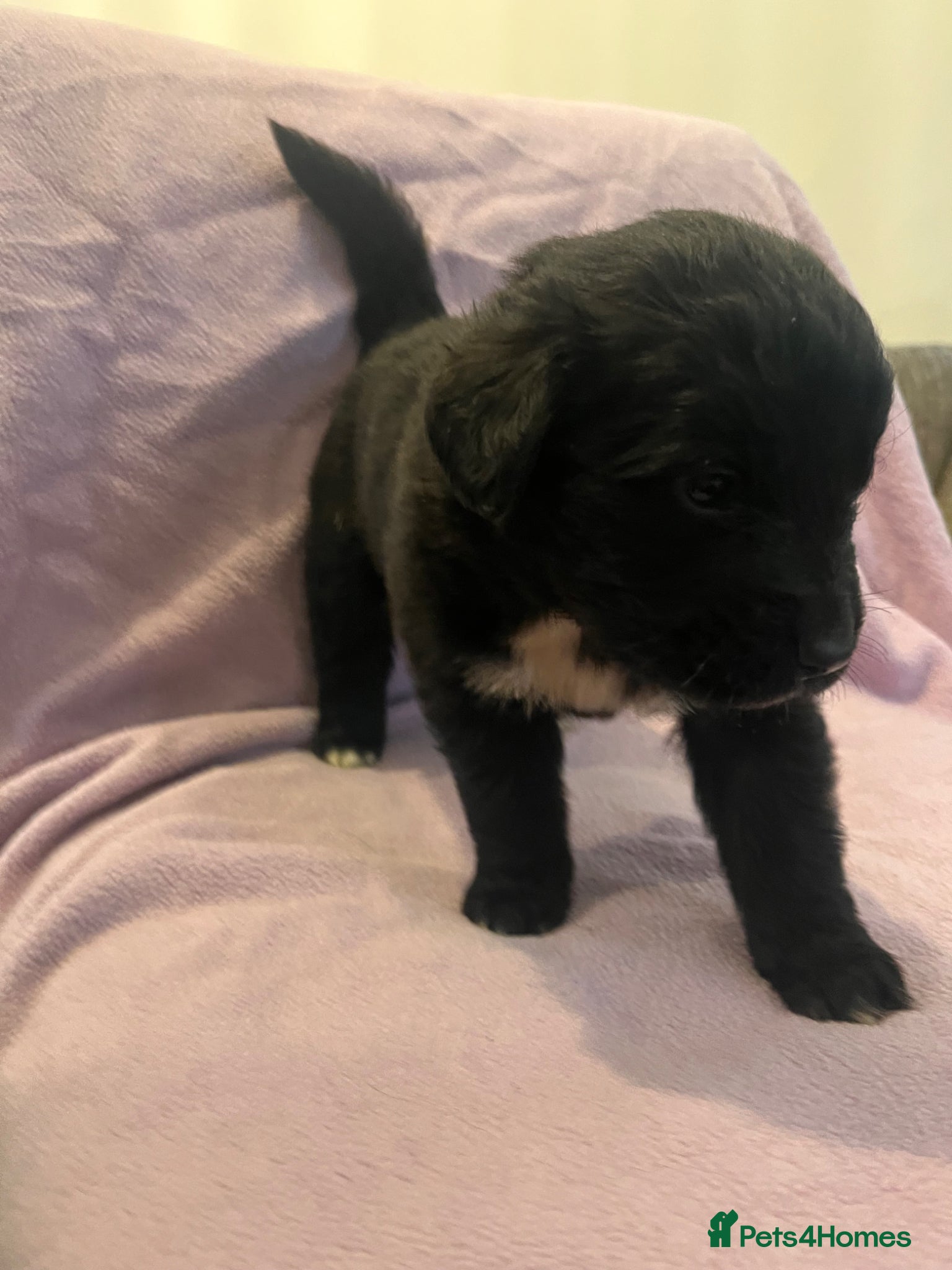 Mixed Breed dogs for sale: Black & landseer Newfoundland puppies  - Advert 15