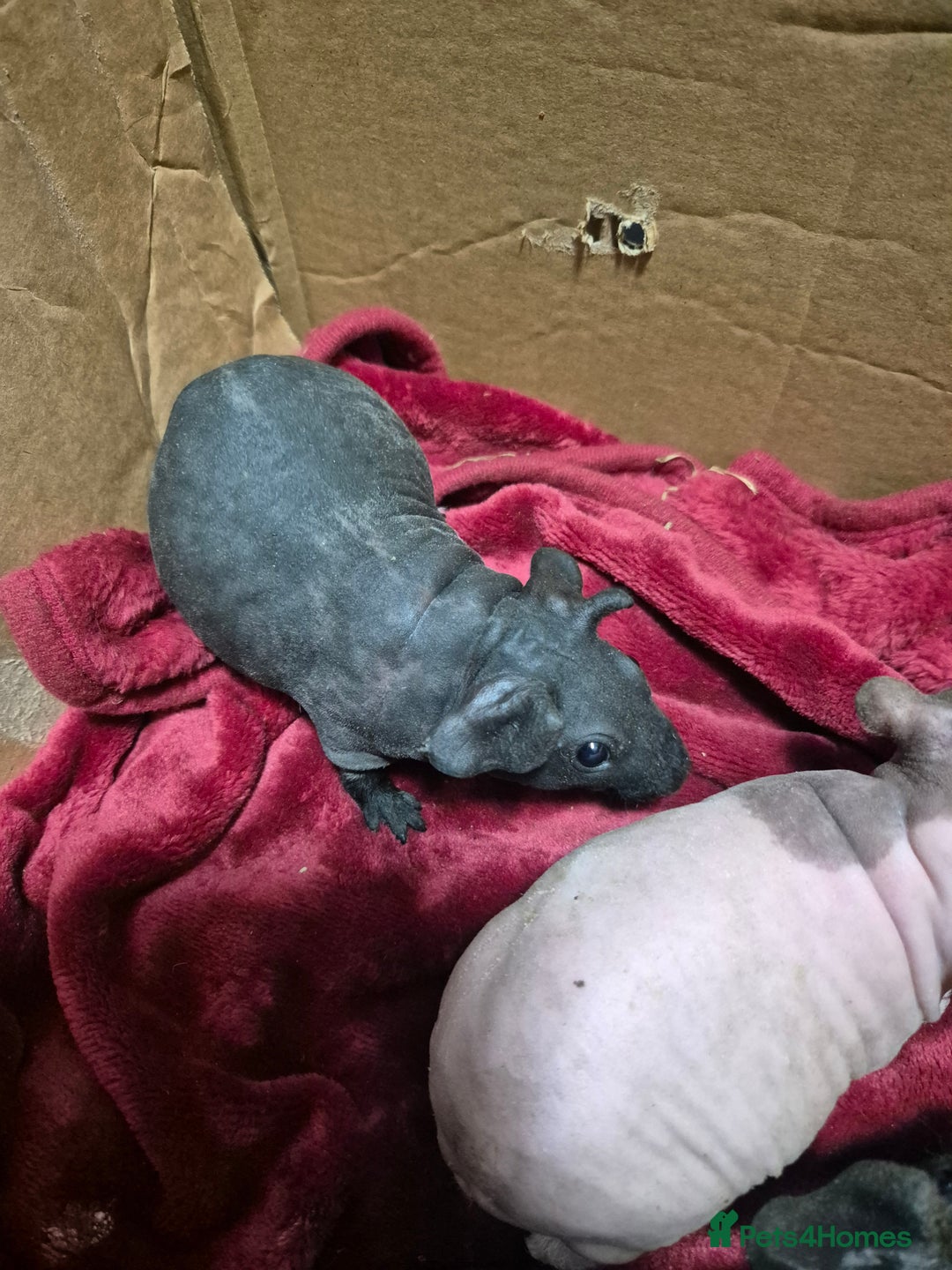 Guinea Pig rodents for sale: Baby Male Skinny Pigs For Sale  - Advert 7