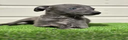 Whippet dogs for sale: Blue whippets  - Advert 23