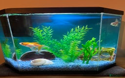 Goldfish fish for sale: 2 Goldfish, 2 Shrimp, Tank and Accessories - Image 4