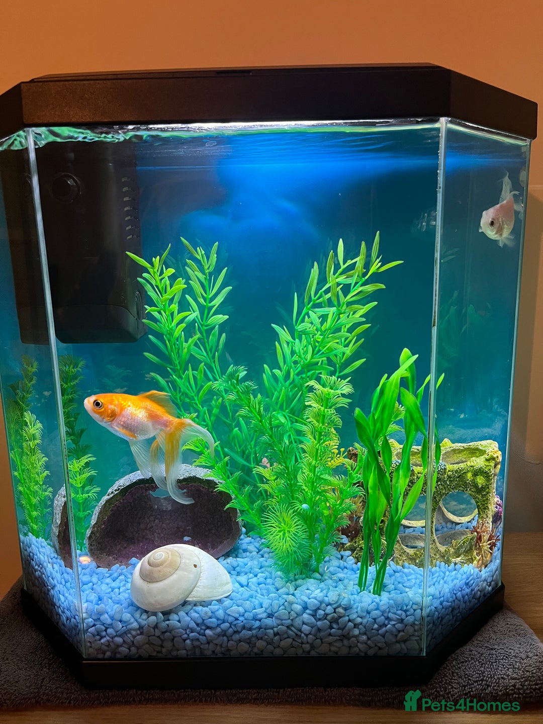 Goldfish fish for sale: 2 Goldfish, 2 Shrimp, Tank and Accessories - Image 4