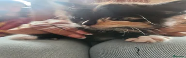 Mixed Breed 5