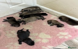 Belgian Shepherd Dog dogs for sale: Dutch herder puppys for sale  - Image 5