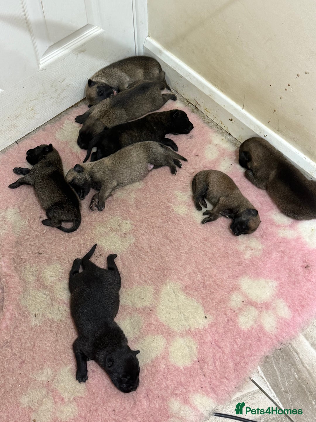 Belgian Shepherd Dog dogs for sale: Dutch herder puppys for sale  - Image 5