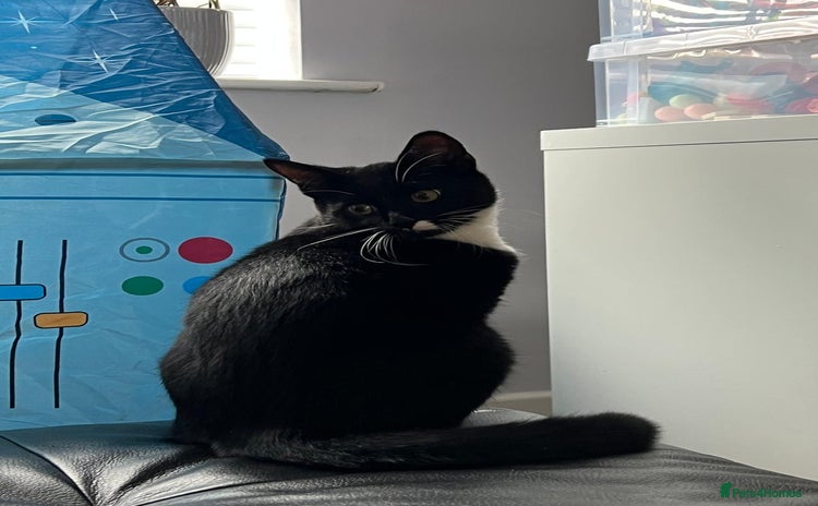 Mixed Breed cats - Advert 14