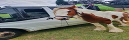 Irish Cob horses for sale: Foxy ride and drive cobs  in Norwich - Advert 3