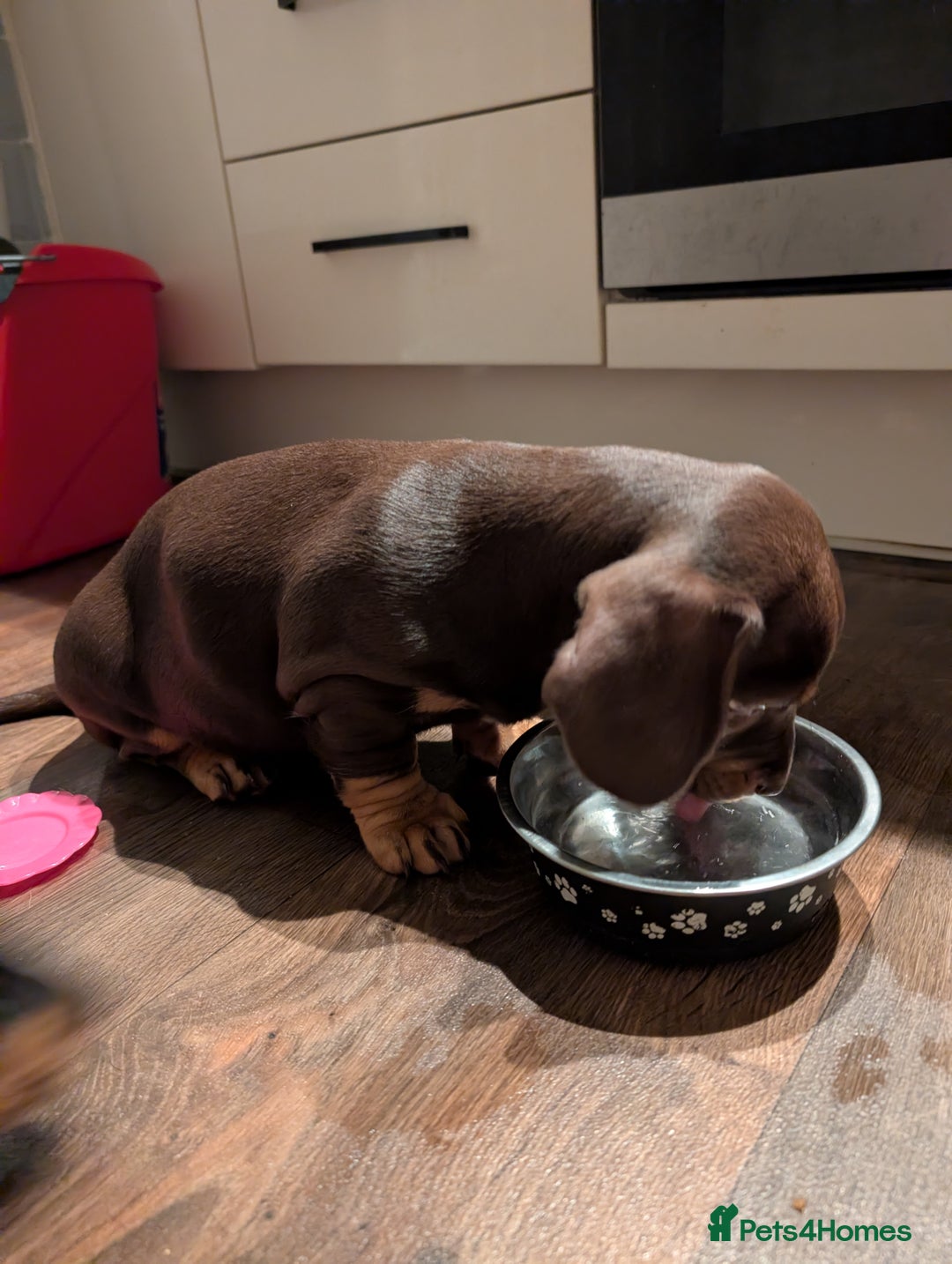 Mixed Breed dogs for sale: Beautiful dachshund puppies  - Advert 8
