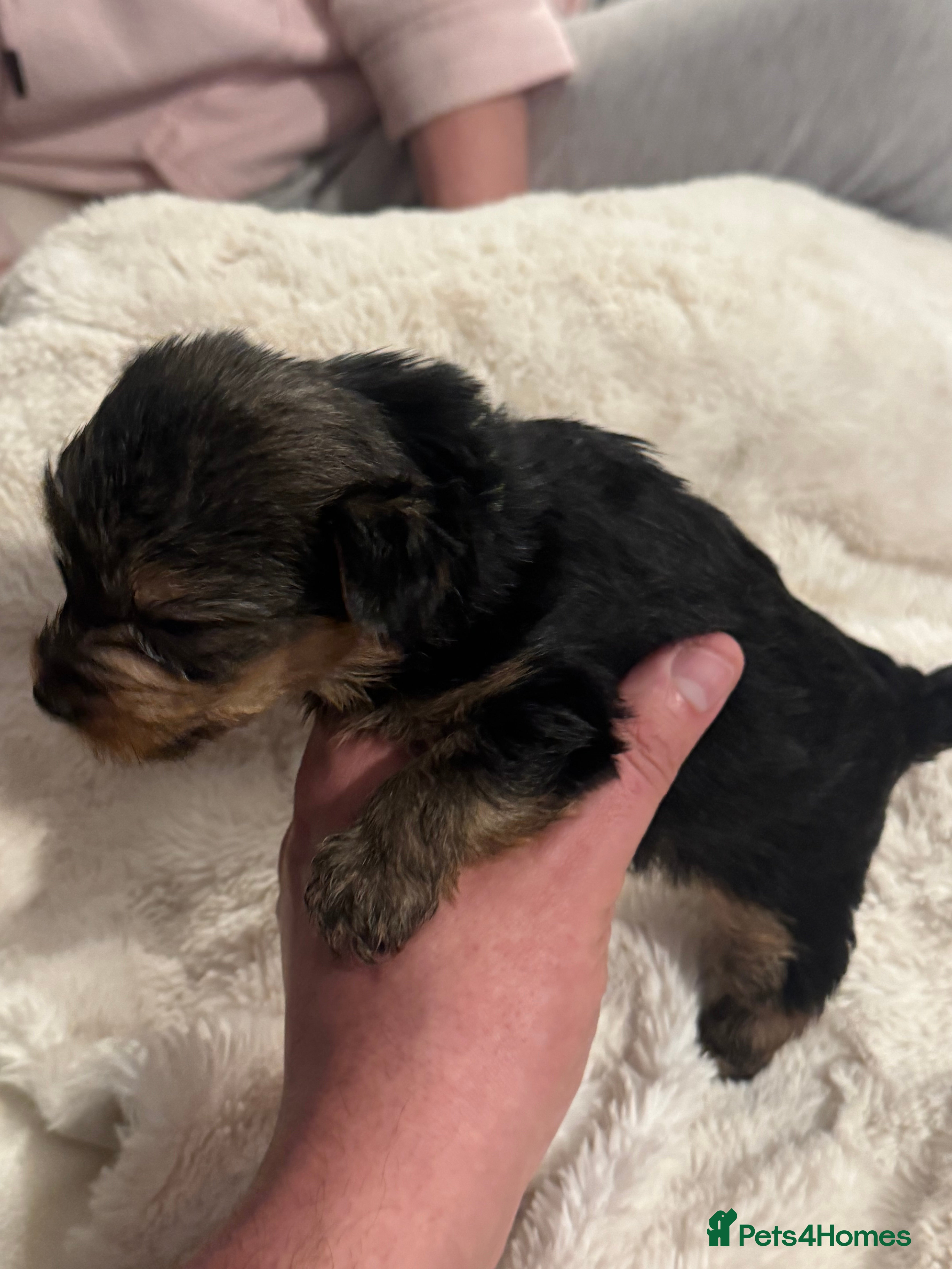 Yorkshire Terrier dogs Yorkshire Terrier Pups - Advert 8