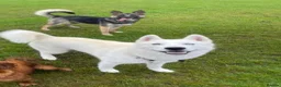 Shepsky dogs for sale: Shepsky Pups in Scarborough - Advert 4