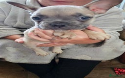 French Bulldog dogs for sale: 4 KC REG FRENCH BULLDOGS  - Image 8