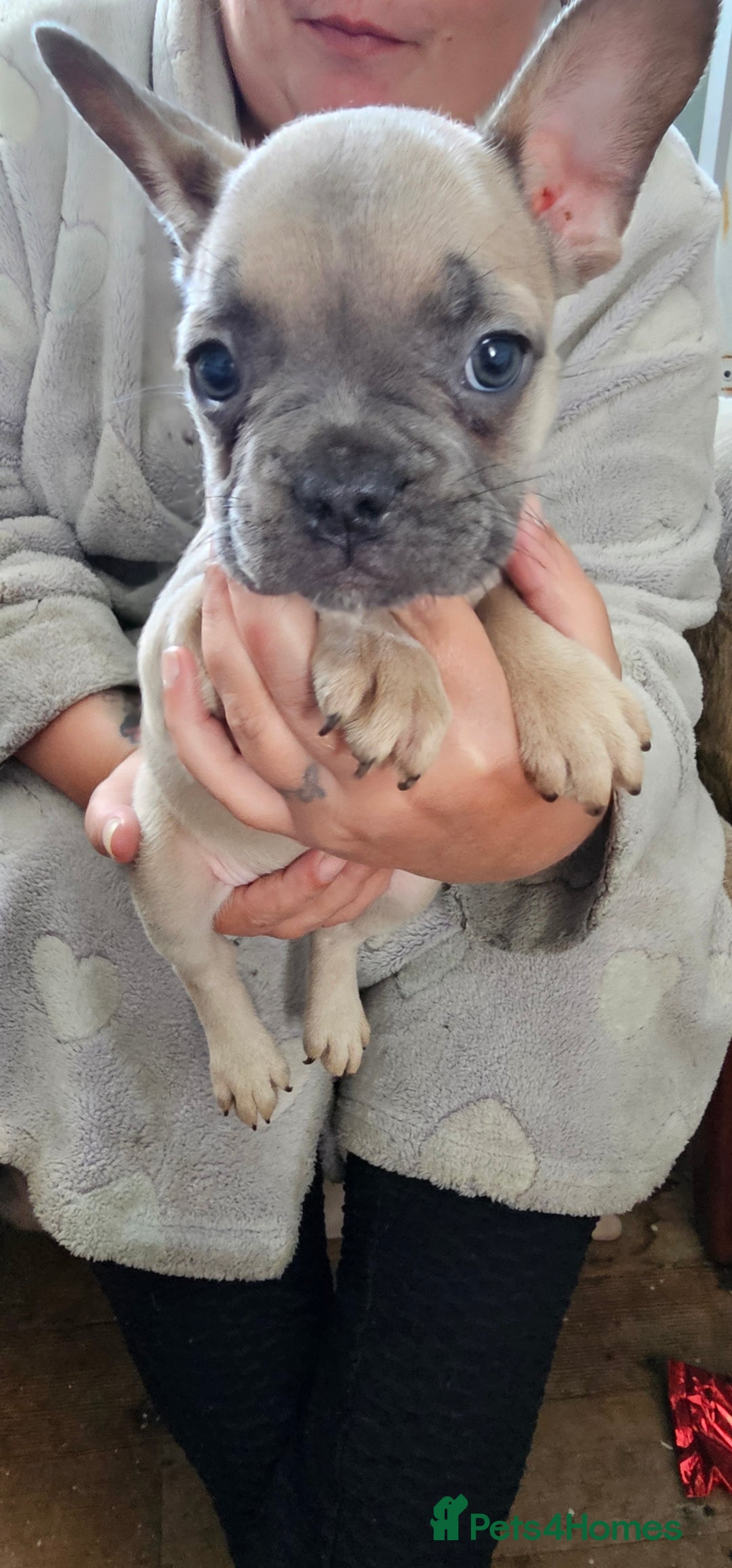 French Bulldog dogs for sale: 4 KC REG FRENCH BULLDOGS  - Image 8