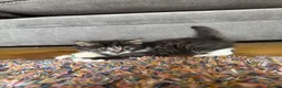 Mixed Breed cats for sale: Beautiful fluffy tabby girl  - Advert 10