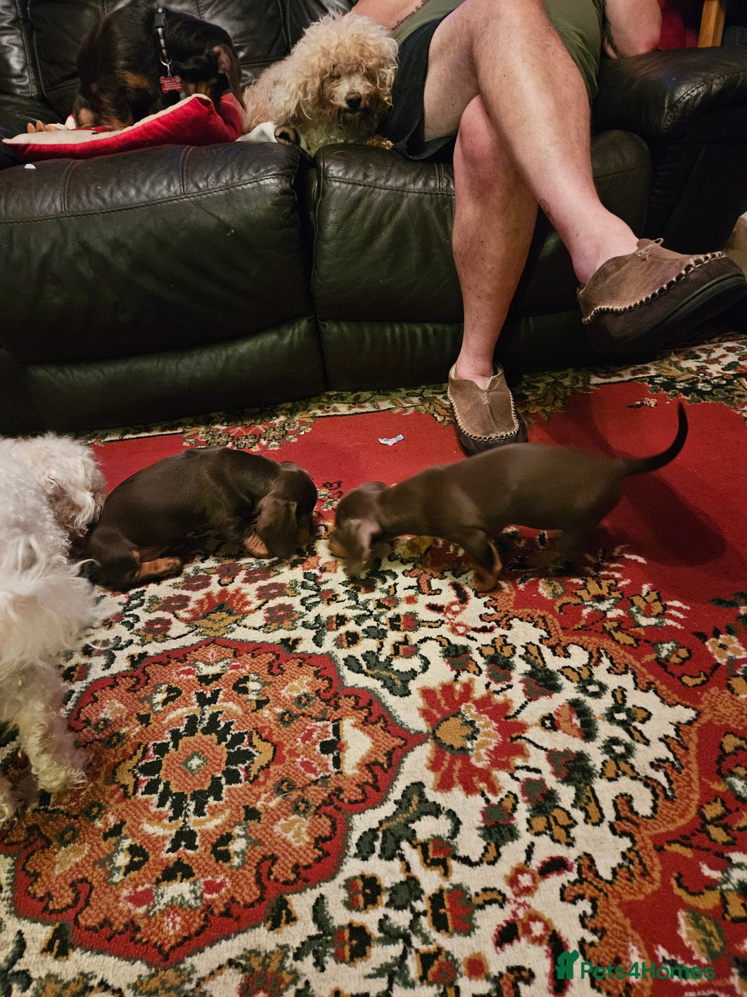 Miniature Dachshund dogs for sale: miniature dachshund puppies  - Advert 8