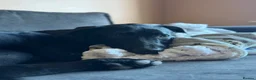 Mixed Breed dogs for sale: 9 Month Old, Rescue  in Peterborough - Advert 2