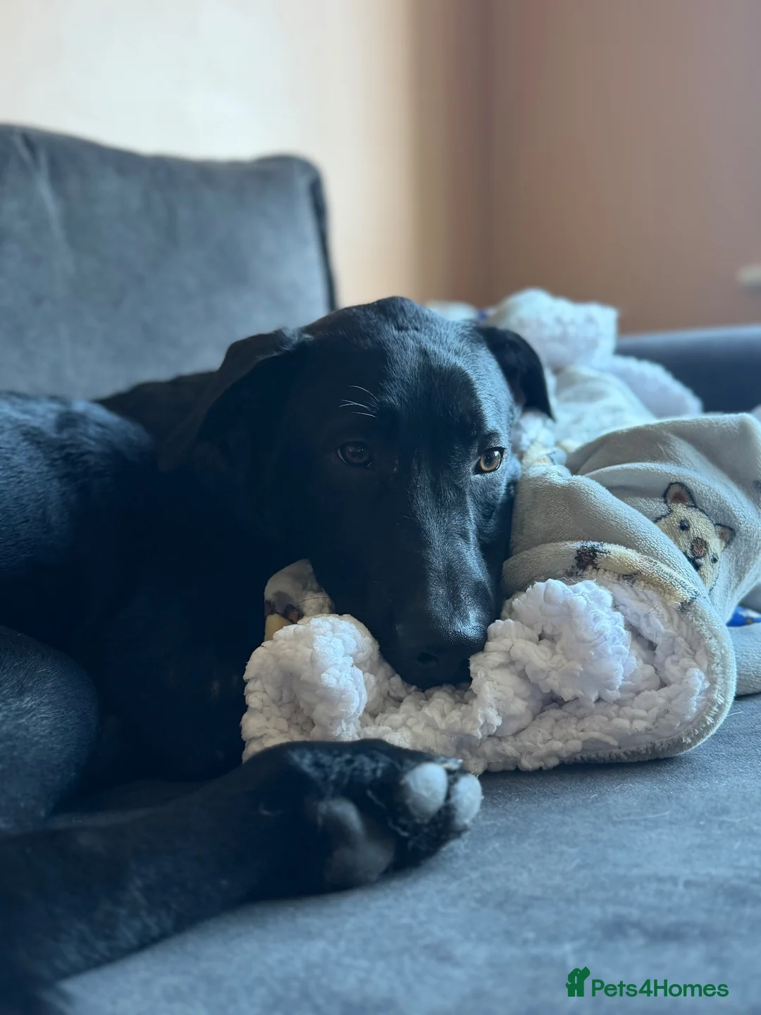 Mixed Breed dogs for sale: 9 Month Old, Rescue  in Peterborough - Advert 2