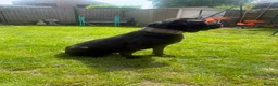 Cane Corso dogs for sale: Female cane corso  - Advert 2