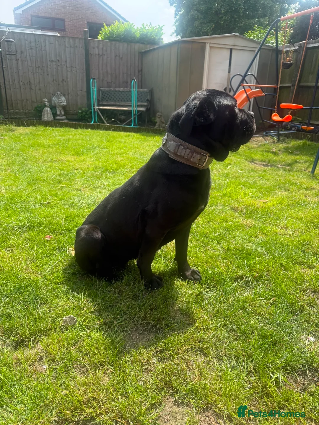 Cane Corso dogs for sale: Female cane corso  - Advert 2