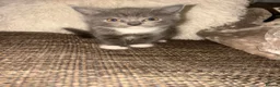British Shorthair cats for sale: Kittens for sale  - Advert 6