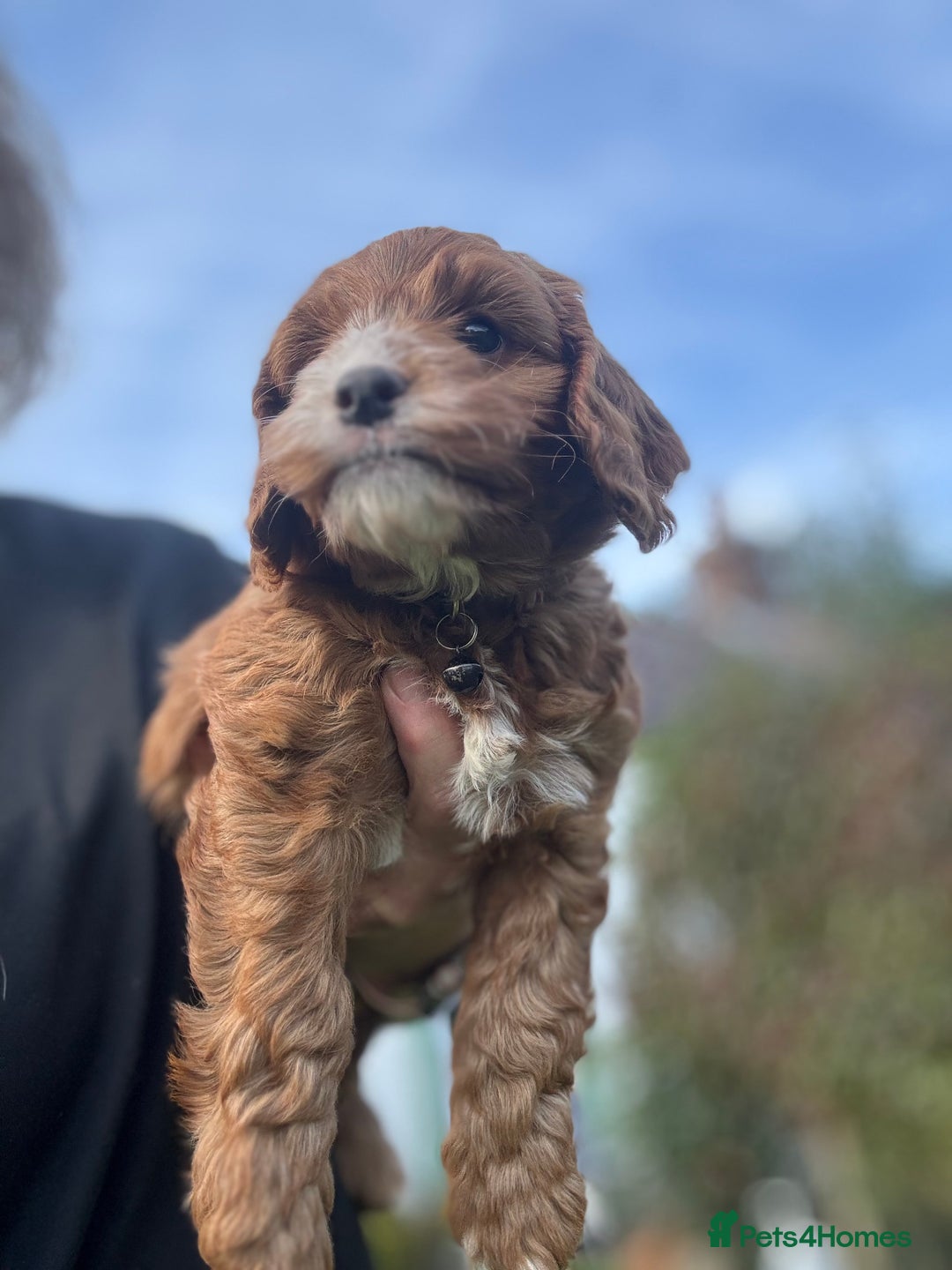 Cockapoo dogs for sale: F1 Fox Red Cockapoo boys (ready now) - Image 6