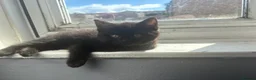 Mixed Breed cats for sale: 2 Gorgeous little girls left  - Advert 7