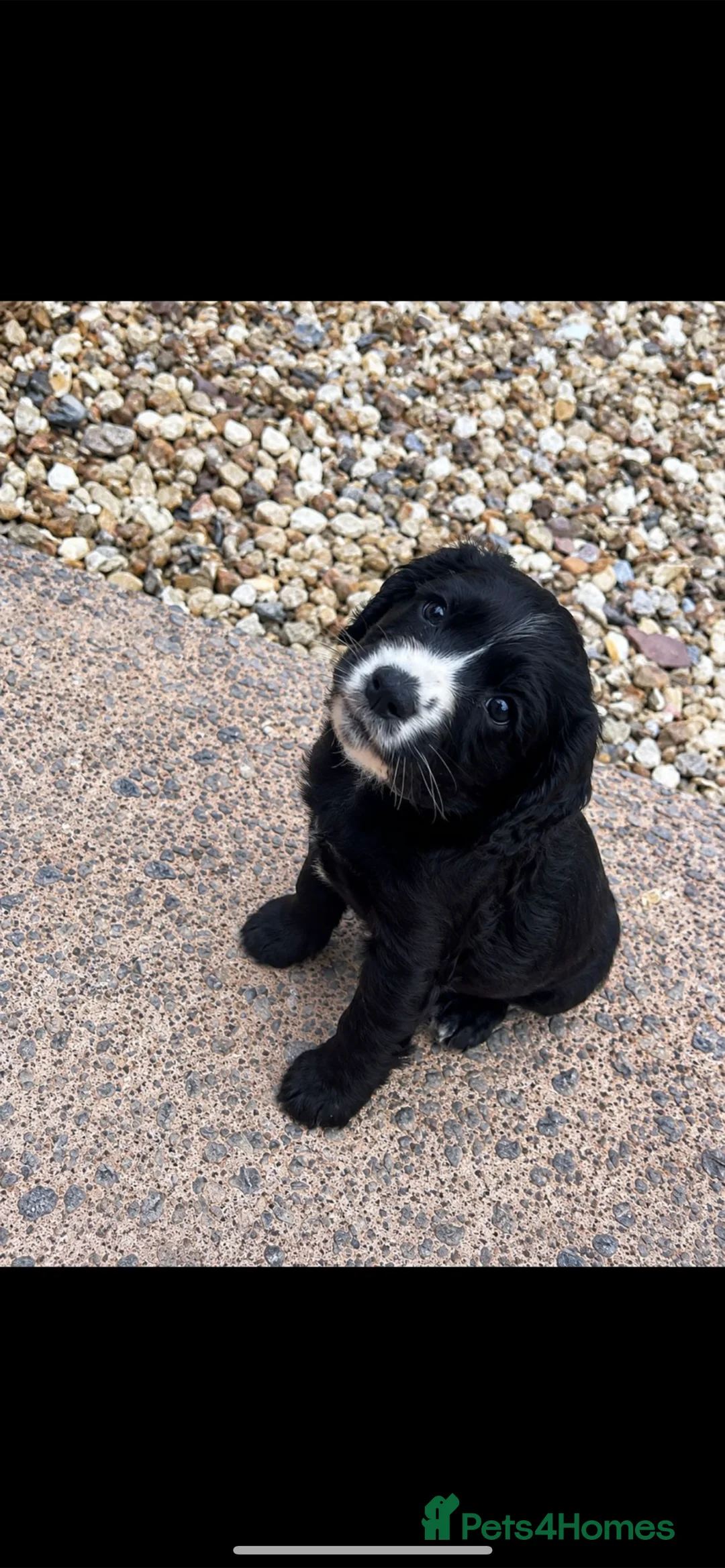 Cocker Spaniel dogs for sale: Two beautiful cocker spaniel puppies  in Tiverton - Advert 2