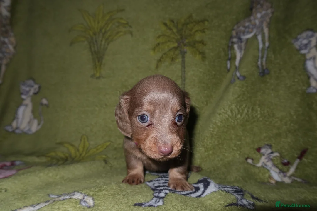 Miniature Dachshund dogs for sale: Last 2 blue&tan girls kc longhair mini dachshunds - Advert 23
