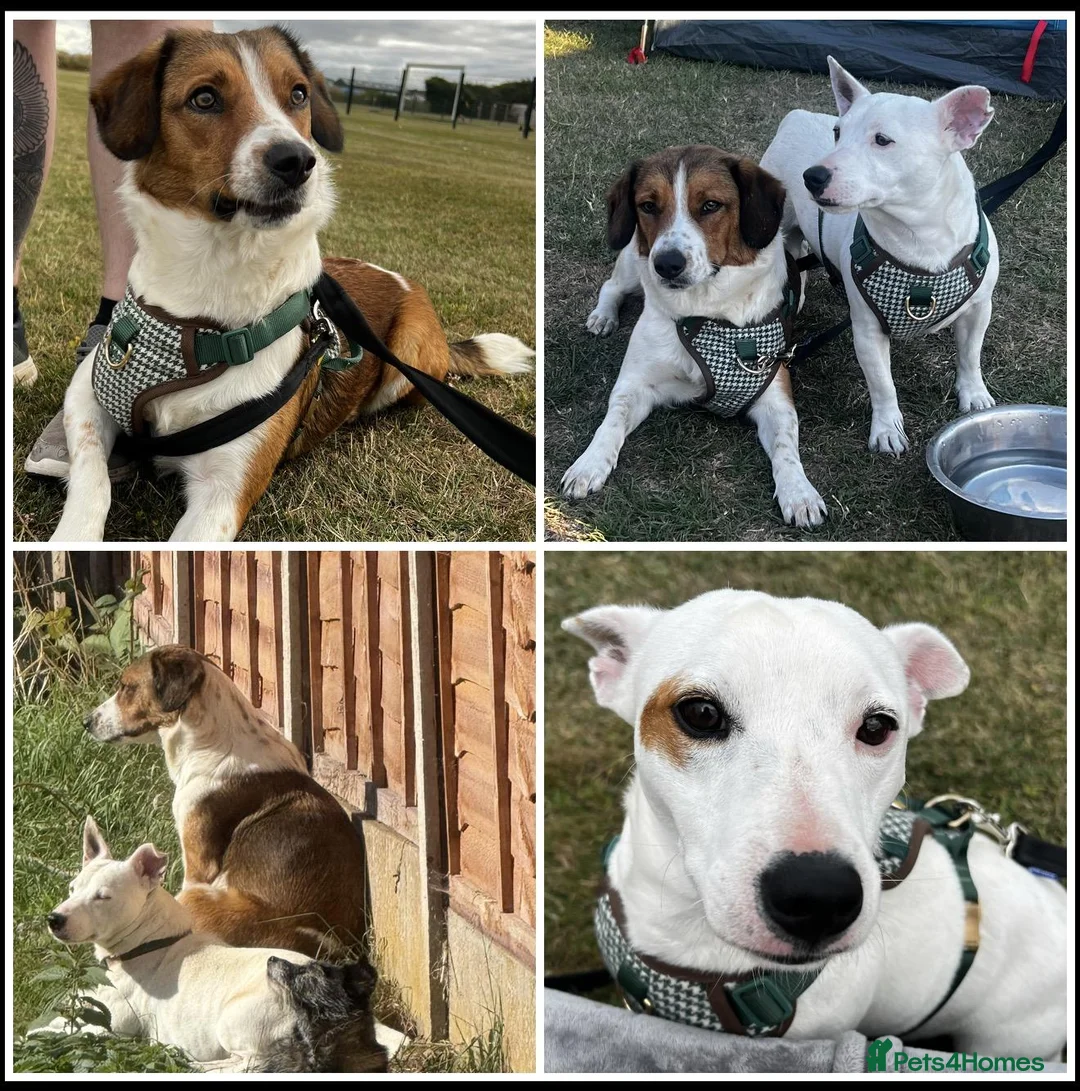Mixed Breed dogs for sale: Border Collie X &  Jack Russell Pups in Stourport-on-Severn - Advert 2