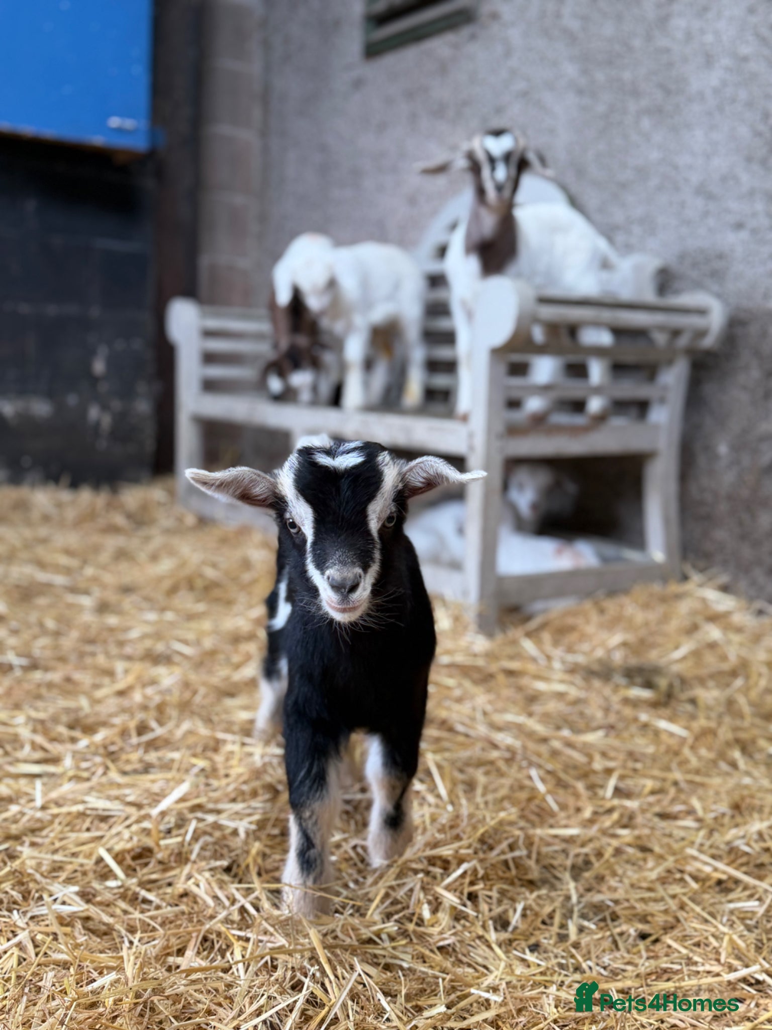 Goats livestock goats for sale (Not all goats are in the pictures) - Advert 1