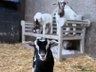 Goats livestock for sale: Many goats for sale Please read the description :) - Advert 2