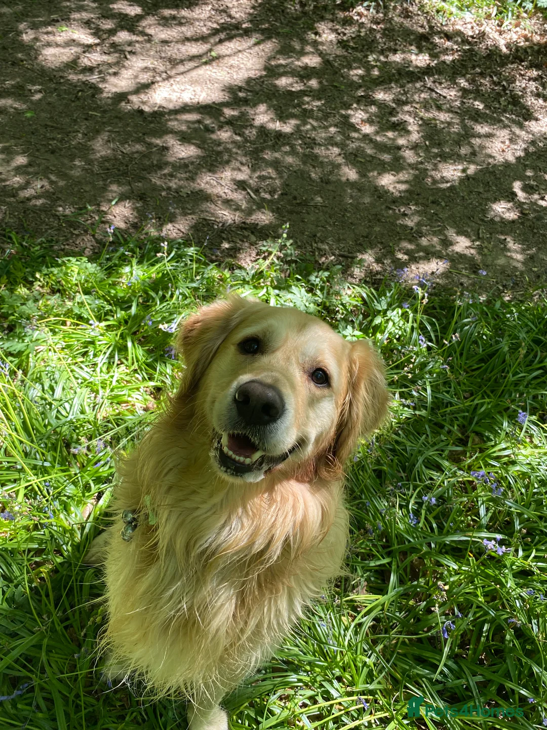 Golden Retriever dogs for stud: A proven gorgeous Golden Retriever for stud in Haywards Heath - Advert 26