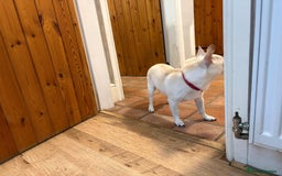 Chihuahua dogs for adoption: 🐾  BARRY - Friendly, Energetic Chihuahua Boy - Image 8