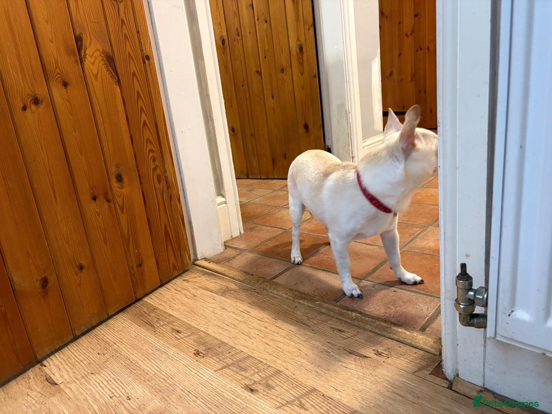 Chihuahua dogs for adoption: 🐾  BARRY - Friendly, Energetic Chihuahua Boy - Image 8