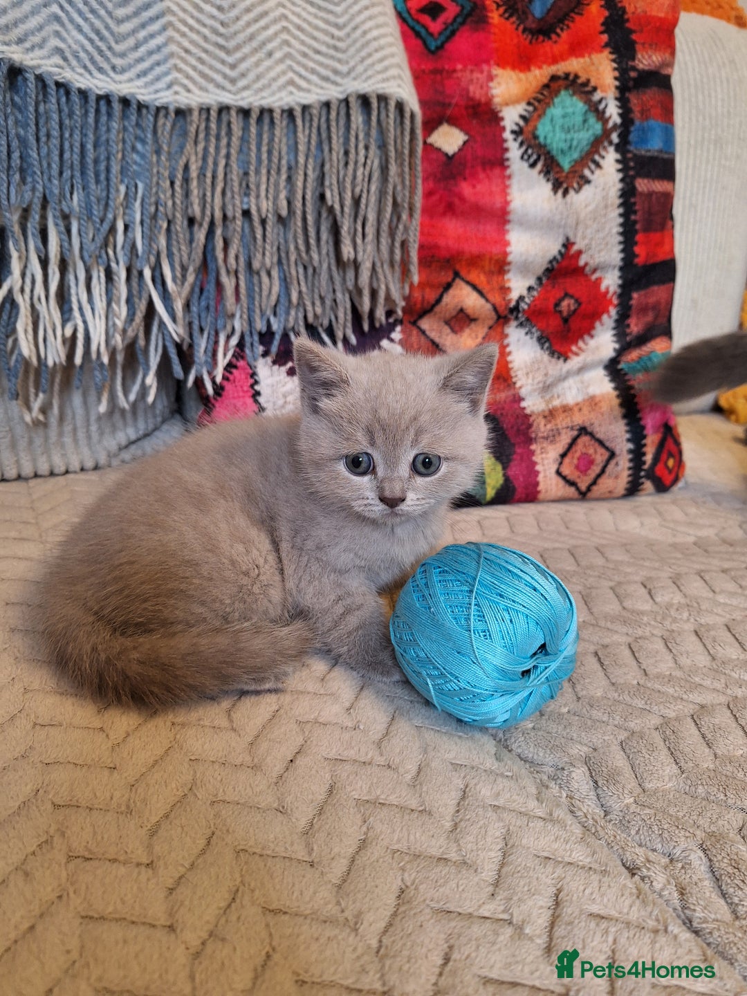 Scottish Fold cats for sale: Kittens for sale - Advert 3