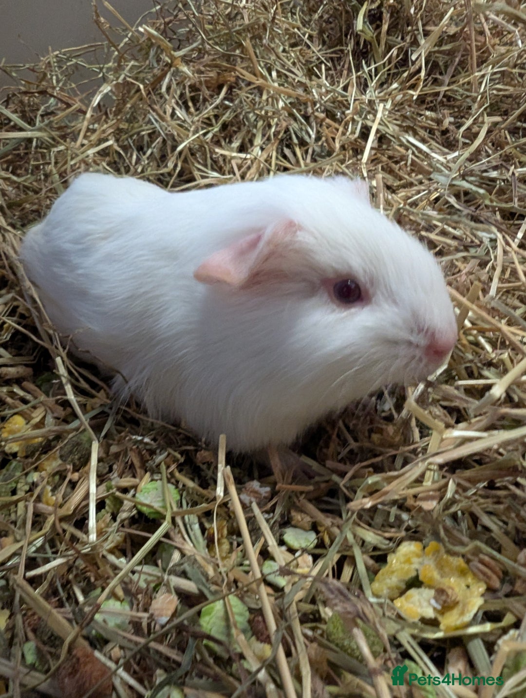 Guinea Pig rodents for sale: X2 male PEW guinea pigs  - Advert 1