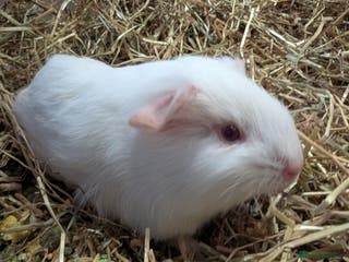 Guinea Pig rodents X2 male PEW guinea pigs - Advert 1