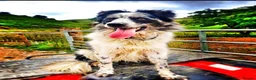 Border Collie dogs for sale: Beautiful Border Collies, proven agility obedience - Advert 9