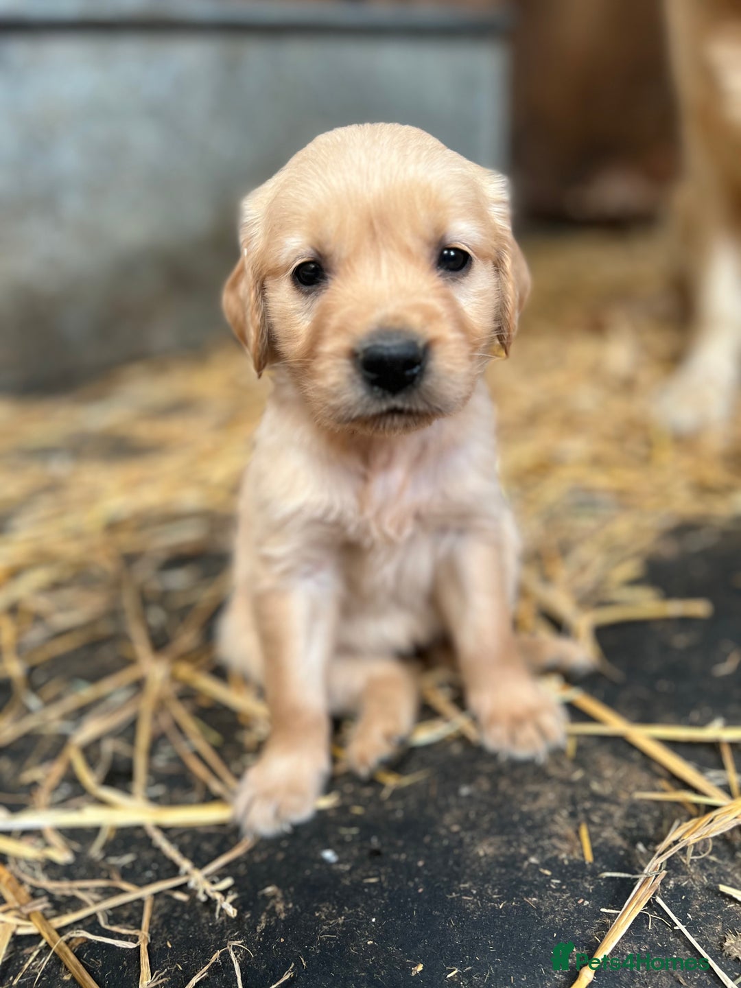 Golden Retriever dogs for sale: Beautiful Golden retrievers  - Image 7