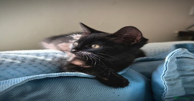 Mixed Breed cats - Advert 16