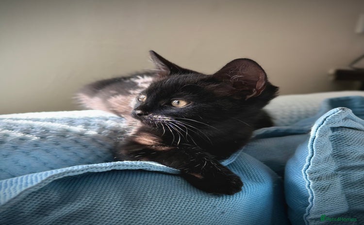 Mixed Breed cats - Advert 4