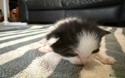 British Longhair cats for sale: 3 Kittens for sale - Image 3