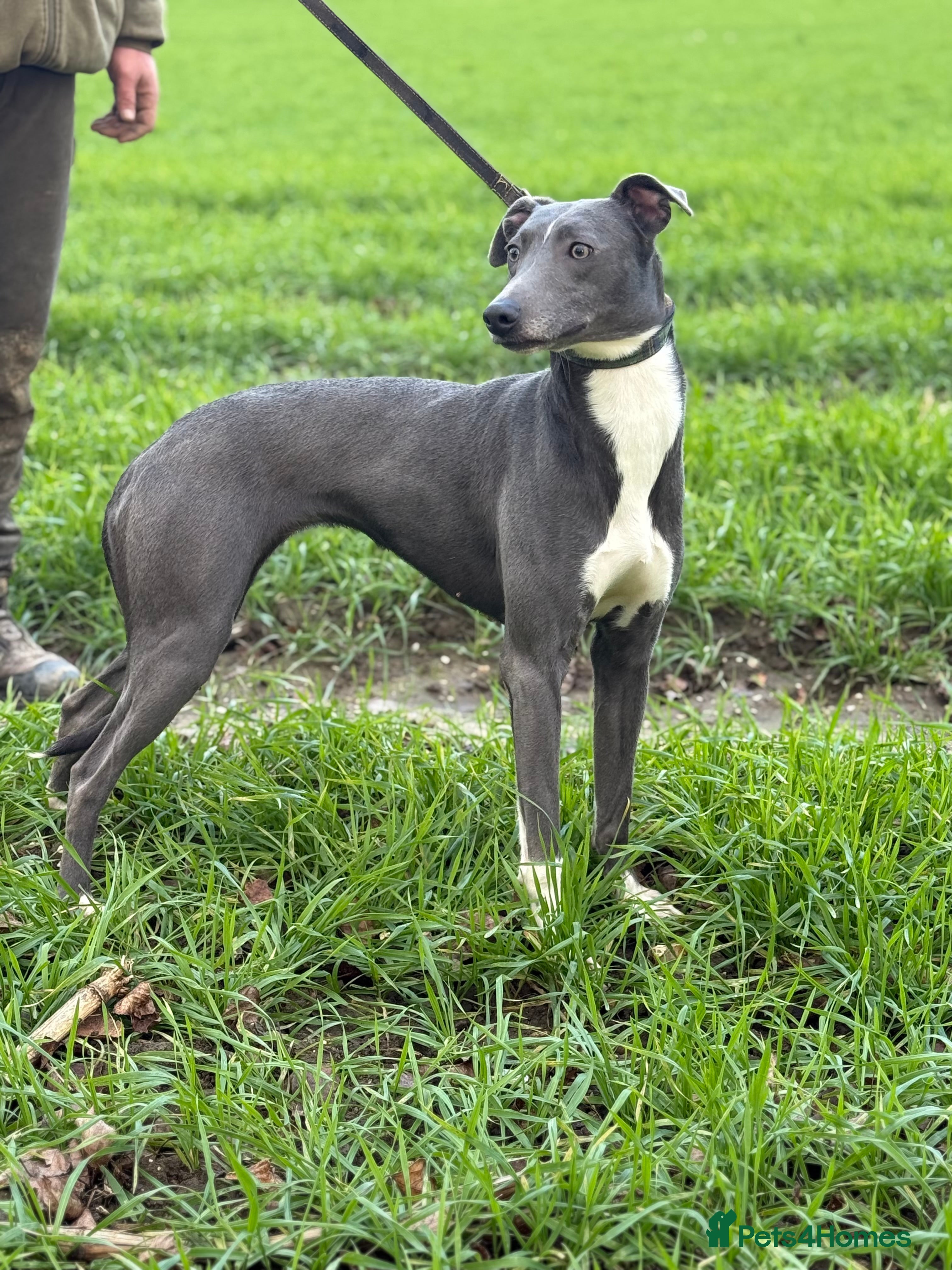 Lurcher dogs Saluki bull grey X Beddy Whippet - Advert 10