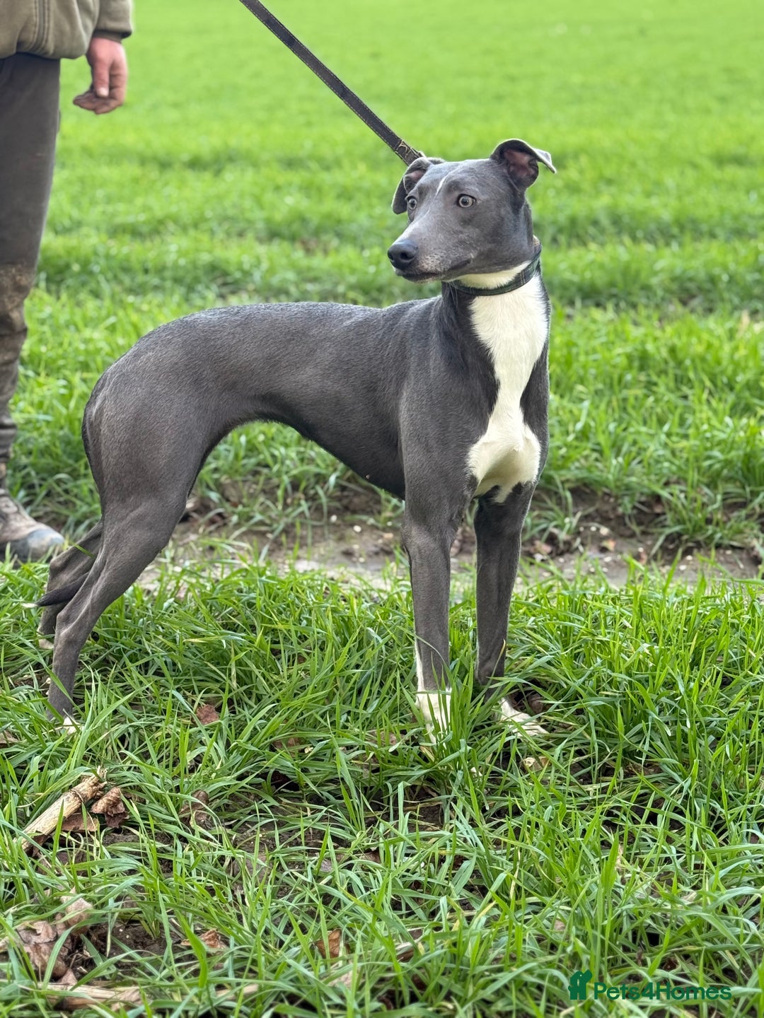 Lurcher dogs for sale: Saluki bull grey X Beddy Whippet - Advert 1