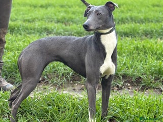 Lurcher dogs Saluki bull grey X Beddy Whippet - Advert 10