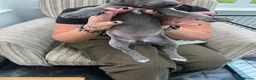 Whippet dogs for sale: Beautiful KC Registered Blue Whippet Puppies - Advert 9