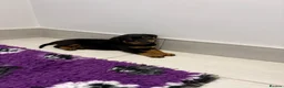 Rottweiler dogs for sale: Beautiful litter of KC Rottweilers  - Advert 6