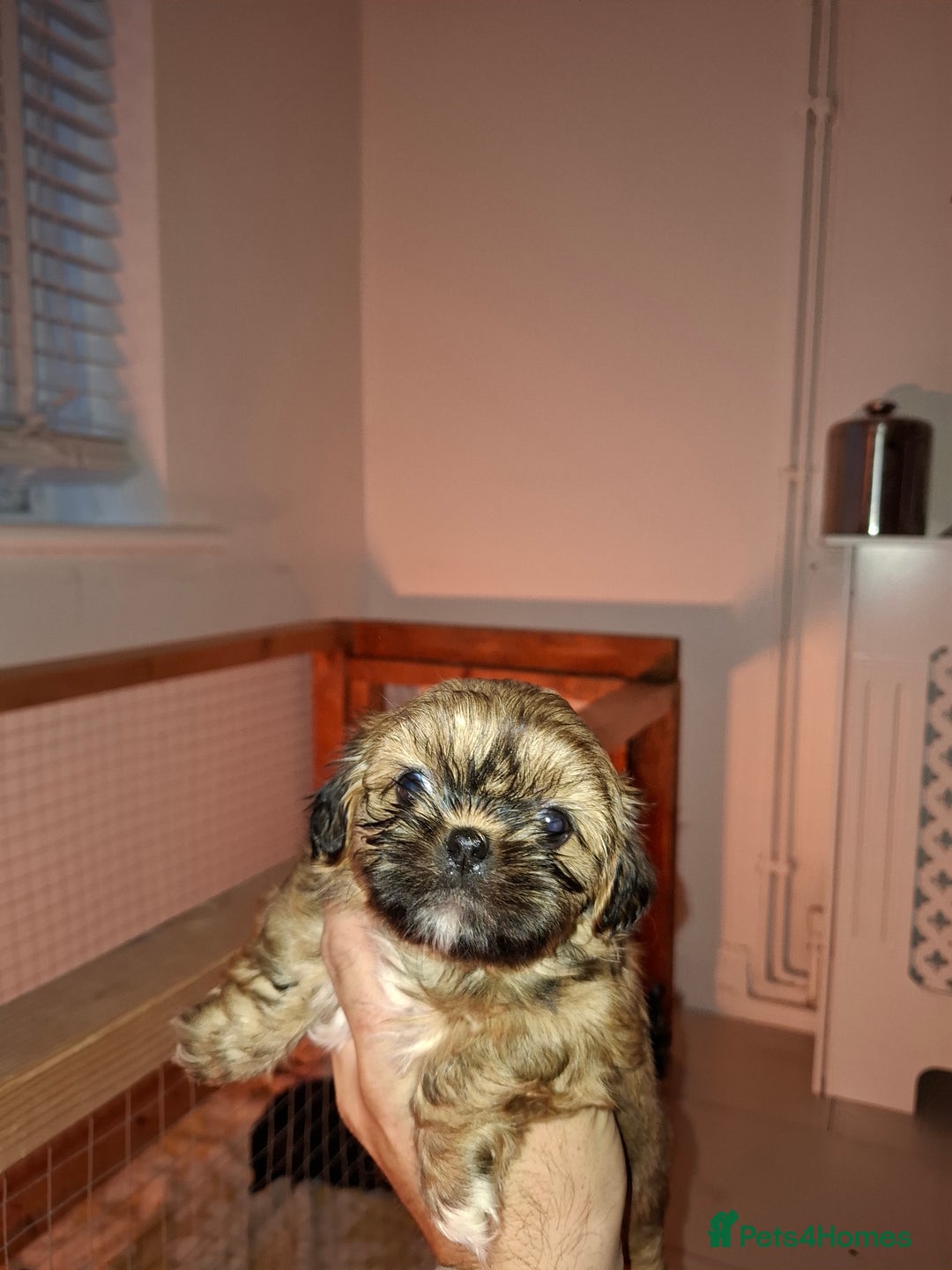 Shih Tzu dogs for sale: Shih tzu pups - Advert 17