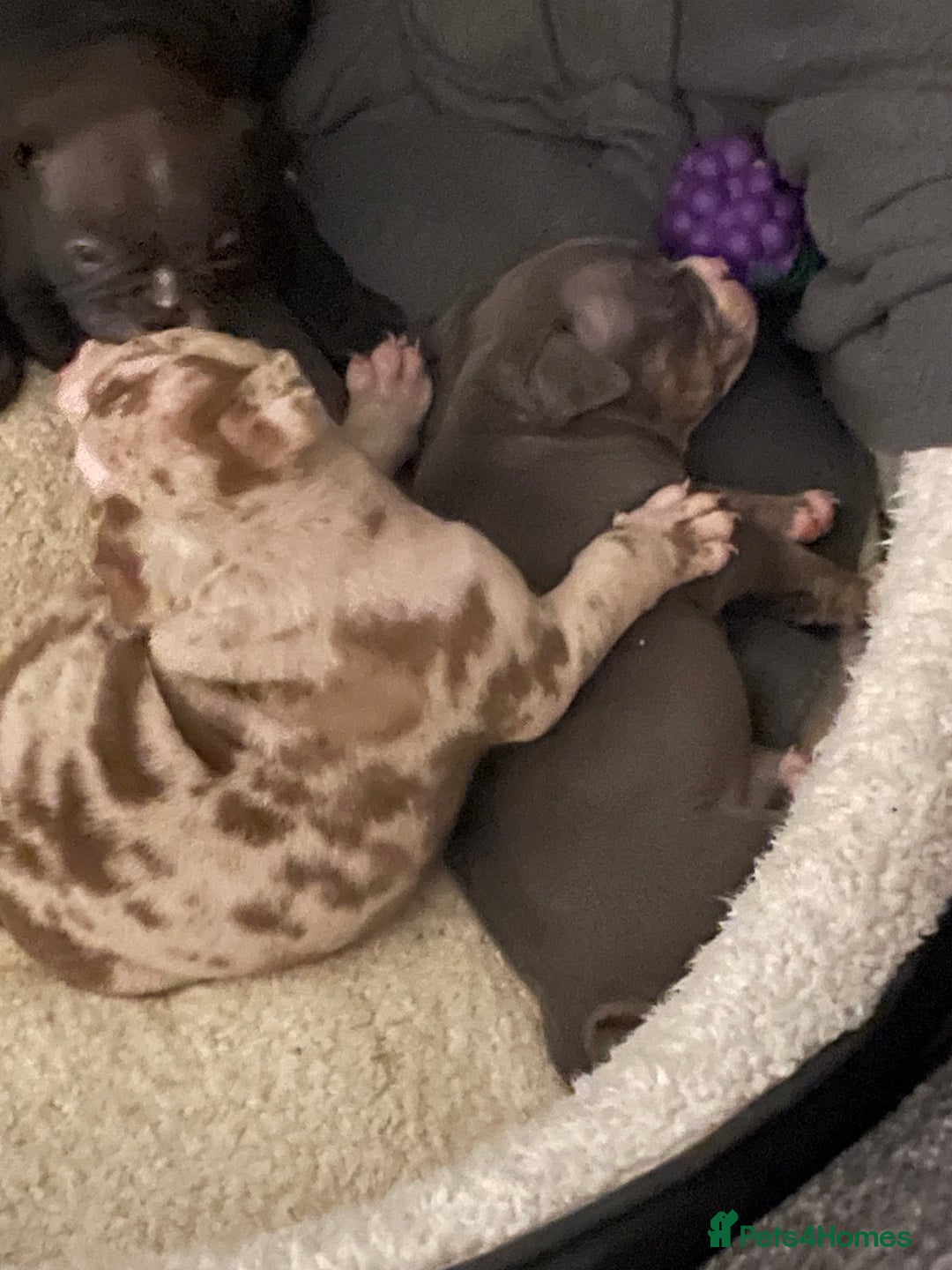 American Bully dogs for sale: American Pocket bully’s puppies  - Advert 4